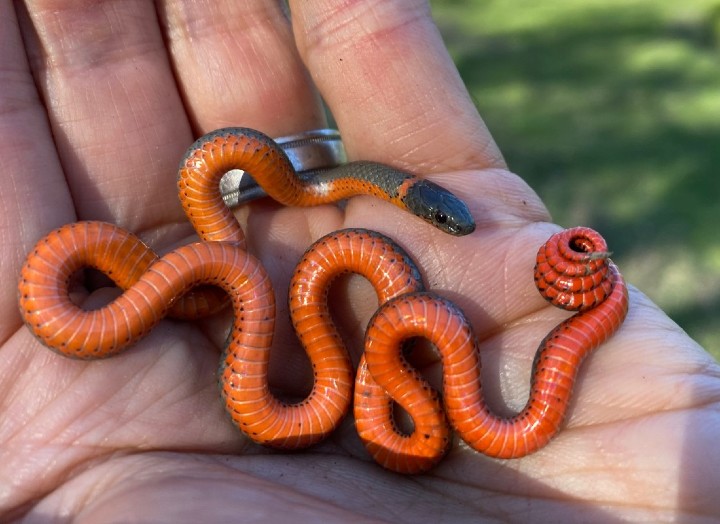 Pacific Ringneck Snake